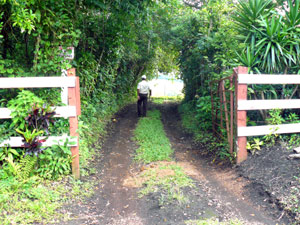 Entrance to the farm is through this dense canopy just off the paved Sabalito road. 