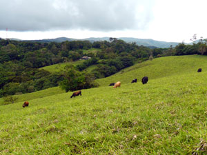 From a high pasture on the eastern side, one can look back at the entrance forest and the farmhouse sheltered below.