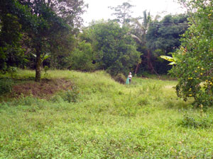 Just inside the entrance at a fine building site, the rancher stops to pick oranges.