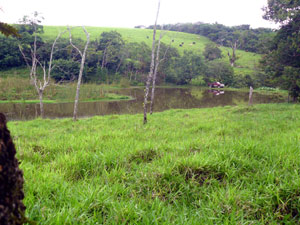 The large pond is fed by a natural spring. 