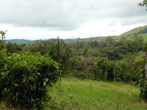 While wind turbines spin on the surrounding hilltops, this finca is protected from seasonally strong winds by dense screens of indigenous trees.  