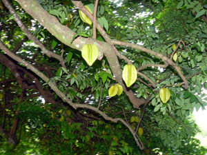 Star fruits hang invitingly from a thickly leaved tree, one of many fruit trees on the ranch.