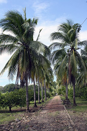 The long straight driveway from the highway to the house is bordered with lofty palm trees.