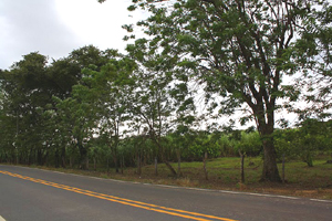 The Cañas-Bebedero Highway runs alongside the finca.