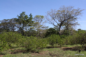 A part of the 5-acre lime orchard.