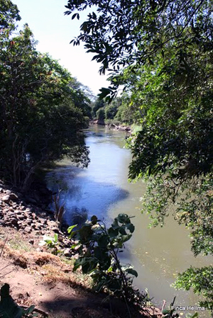 The whole of the long northern side of the finca is bordered by the Rio Tenorio.