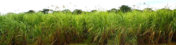 The 18 hectares of sugar cane produce 100 tons of cane per hectar.