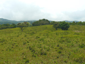 The terrain is open all the way to fog-shrouded Volcan Tenorio.