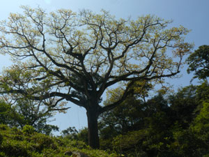 Among the forest and scattered woods on the property are several notable tall trees, including this giant ceiba.