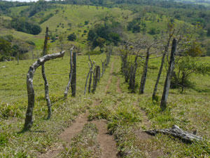 A narrow fenced road allows easy access by vehicle to the beautiful hill on the west end of the finca.