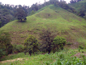 The mountainside with the forest on the top.