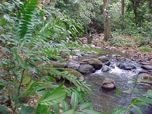 The Rio Sabalito is one of two rivers bordering the property.