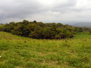 Small stands of forest beautify the terrain.