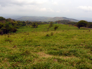 The finca is completely useful land because of its gentle topography.