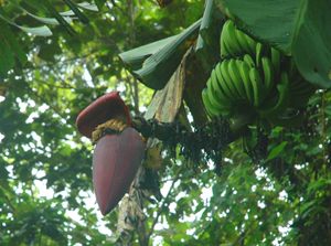 One of the many banana trees. 