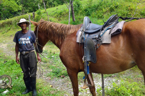 An employee with one of the horses he tends.