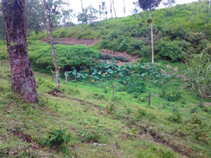 Here's a large section of the extensive gardens.