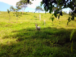 One of the goats enjoys the expansive environment.