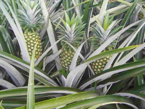 Pineapples  flourish in the rich soil.