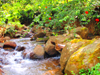 The 168-acre ecologically rich finca has two rivers and five pure springs. 