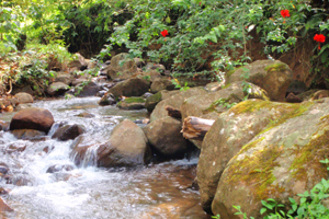 The finca has two lovely small rivers and 5 springs of pure water. 