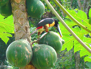 A toucan explores the fruit on a papaya tree.