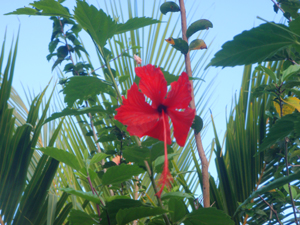 Hibiscus are among the many exotic flowering plants not only in the garden but wild throughout the property.