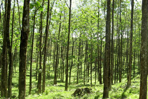 Here is a stand of melina trees, planted 14 years ago and ready for harvest for use on the finca or for sale at a value of around $75,000.