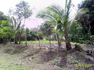 An open area lies alongside the fenced roadside. 