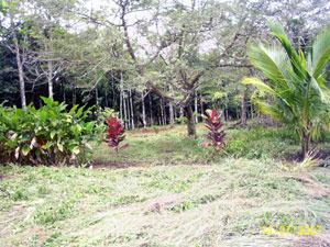 Another open area fronts thick woods. 