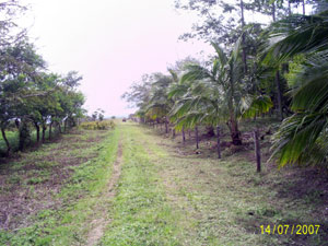 The property lies along the right side of this farm road. 