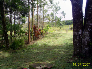 The driveway into the finca. 