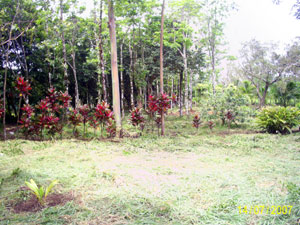 Indigenous and planted trees. 