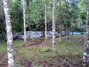 One way to the river is through a pretty stand of birch-like trees.