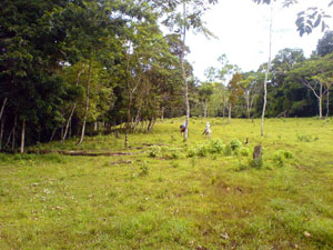 The property has a combination of pasture forest and farmland.