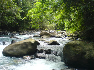 There are rapids as well as pools in the river, and farther upstream, the famous waterfalls. 