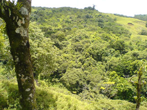 The finca includes protected forest, which frees the property from taxes. 