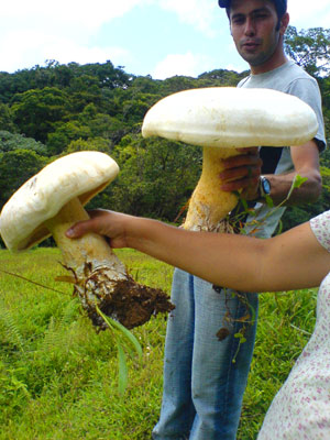 While the finca has been used to raise cows in its pastured areas, it is extremely fertile, as these mushrooms illustrate.