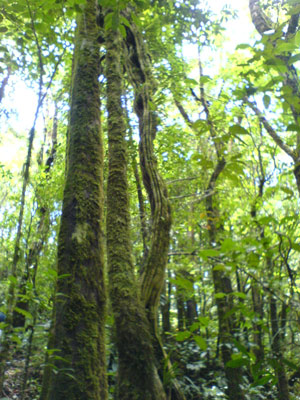 The old-growth forest has some rain forest qualities. 