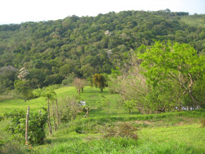 The acreage descends to a forested stream and the protected forest covers the opposite hillside.