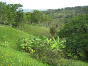 The hillside property has 3 prepared building sites and many new fruit trees as well as lovely mature trees.