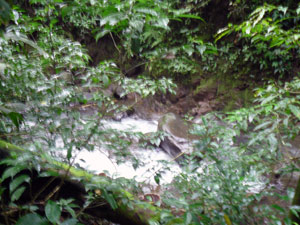 past the foot of the property runs a healthy stream.