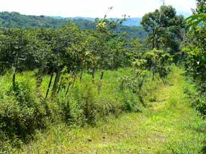 A road within the property.