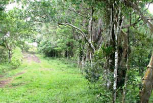 This lane is the final bit of the quarter mile access road from the main highway. The property is on the right and the acreage across the lane is also for sale.  