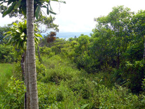 A view along the Itabo-tree fence at the upper corner of the property near the stream.