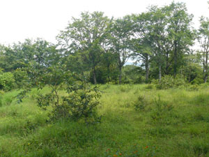 A good site for building a home at the lake end of the property.