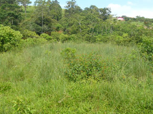 A good building site at the southern end of the property.