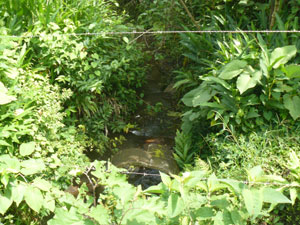 The year-round stream that meanders through the property is concealed much of the way by the heavy growth.