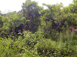 The property is covered with a rich variety of second-growth trees and plants as well as some old-growth trees.