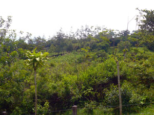 A view from west to east across the center of the property.